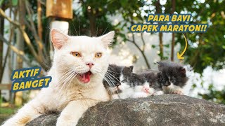 3 KUCING PERSIA KEMBAR JALANJALAN SORE BARENG ETEP [upl. by Enelegna]