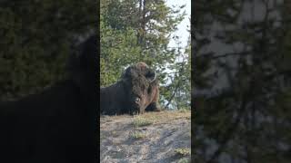 Yellowstone from microflora to megaflora [upl. by Heindrick]