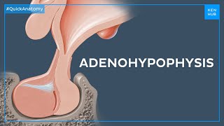 Pituitary gland anatomy Adenohypophysis or anterior lobe  Quick Anatomy  Kenhub [upl. by Fontes]