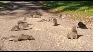 Video für Katzen im Fernsehen [upl. by Allehc]