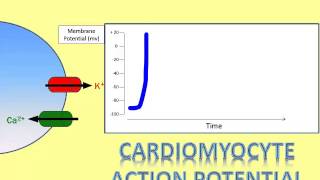 Where Does That Ion Go A Video of the Cardiomyocyte Action Potential Part 2 [upl. by Dlared]