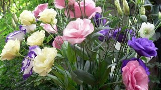 Amazing and Most Beautiful Eustoma Flowers  Lisianthus Flowers [upl. by Jemmy]