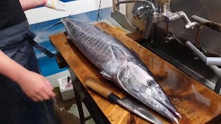 Giant 15 Kg Spanish Mackerel Sashimi Making Sawara Sushi  Best Japanese Sushi Skills [upl. by Noiz470]