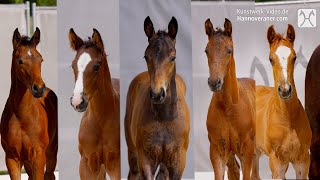 Presenting the Collection of Verden Auction Online  Foals on July 4 [upl. by Ardekan]