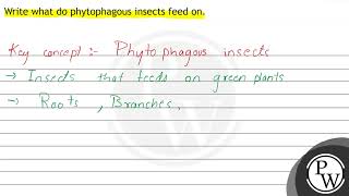 Write what do phytophagous insects feed on [upl. by Padriac]