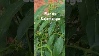 Flor do Cajamanga [upl. by Ardnasela]