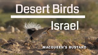 Desert Birds of Israel 4K [upl. by Blood700]