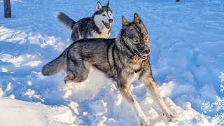 My Siberian Husky Goes CRAZY Playing in DEEP Snow [upl. by Ydnor]