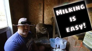 How to Milk a Nigerian Dwarf Goat [upl. by Uohk]