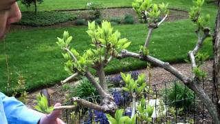 How to Prune Tree Hydrangea 2 of 3  Hydrangea paniculata  Newtown CT Garden Maintenance [upl. by Sirromed462]