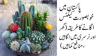 Business of Cactus plants in Pakistan  How to grow Cactus in Pakistan  DIY Cactus [upl. by Pfaff]