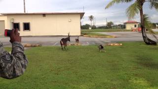 Dogs Attack Deer [upl. by Linet]