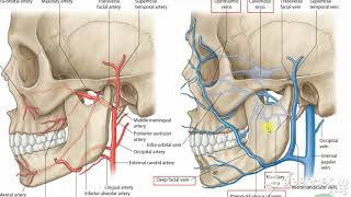 Pterygoid venous pluxes [upl. by Candis834]