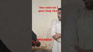 new short video 2gawa 1majj vikau ਵੀਰ neette ਕੋਲ [upl. by Caril51]