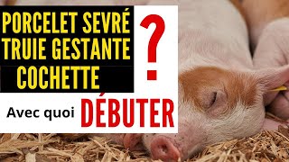 Avec quoi DÉBUTER VOTRE ÉLEVAGE DE PORCS  Porcelets sevré Truie Gestante Cochette investir Porc [upl. by Nidorf]