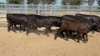 Carbene Grazing Vendor Bred Ultra black heifers 286kg 81124 [upl. by Naor]