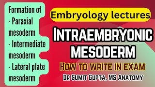 Intraembryonic mesoderm and its derivatives  General embryology [upl. by Natsud]