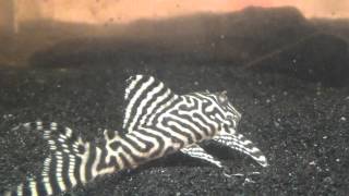 King Tiger Pleco L066 [upl. by Yesoj]