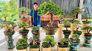 Quan Lê 119 0976129153 chào bán một số bonsai để bàn và loại lớn [upl. by Eiten812]