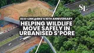 EcoLinkBKE Southeast Asia’s first wildlife bridge marks 10th anniversary [upl. by Solohcin]