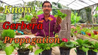 How to Propagate GERBERA Plants [upl. by Merdith]