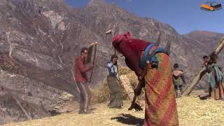 Threshing Wheat  Village Life  Rural Life [upl. by Enyehc]