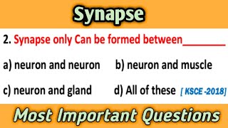 Synapse  Neurobiology MCQs  Most Important Questions [upl. by Martyn851]