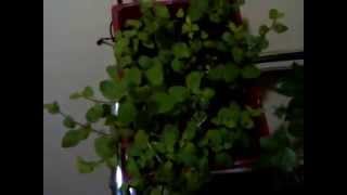 Growing Oregano Indoors [upl. by Aremmat]