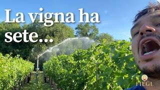 Irrigazione a pioggia del vigneto [upl. by Aitnic]