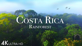 Costa Rica Rainforest 4k  Happiest Country On Earth With Exotic Wildlife  Scenic Relaxation Film [upl. by Radek]