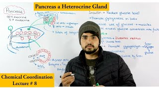 Pancreas structure and Function [upl. by Decrem]