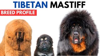 Tibetan Mastiff Breed Profile History  Price  Traits  Tibetan Mastiff Grooming Needs  Lifespan [upl. by Demodena]