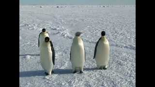 Close Encounters of the Emperor Penguin Kind [upl. by Antoinette]