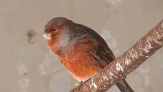 Kanarienvogel Mosaik rotschwarz 15112024 [upl. by Nnaed]