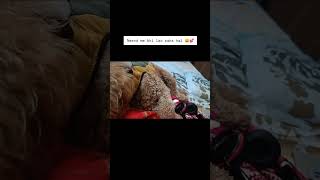 Good morning pineapple dog pets cute funny love amazing shorts youtubeshorts shortsvideo [upl. by Ambrogino]