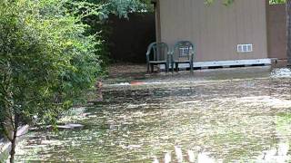 flood irrigation in Mesa Arizona clip 4 [upl. by Sheff]