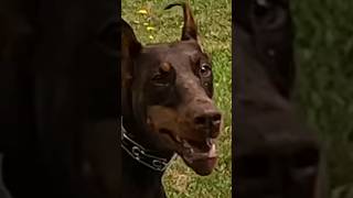 Doberman Pinscher Admiring Beauty And Athleticism dog doglover dogtraining dogwalk doberman [upl. by Acirtal]