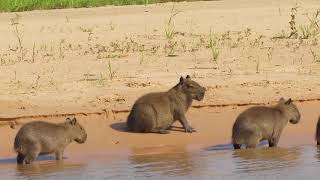 Super cute family of wild capybara in Brazil [upl. by Ngo]