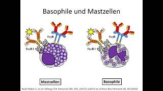 Mastzellen und basophile Granulozyten [upl. by Lucia]