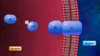 Active Transport by Group Translocation Animation Video [upl. by Aivatnuhs725]