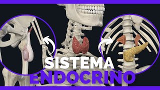 ESTOS son los ORGANOS que compone el SISTEMA ENDOCRINO  Anatomia Facil [upl. by Syla]