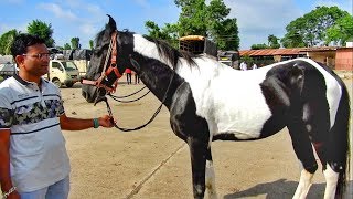 YEOLA HORSE MARKETVideo8 Maharashtra [upl. by Alathia]