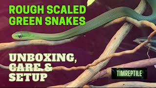 Unboxing care and setup of Rough Scaled Green Snake Opheodrys aestivus [upl. by Anner]