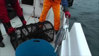 Lobster and Crab Fishing in Øygarden Norway [upl. by Cirderf]