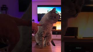 Katzen sehen dich nicht als Menschen 1 CatInfo cat katze catsofyoutube [upl. by Rasla33]