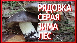 Грибы РЯДОВКА СЕРАЯ видео зимой Tricholoma portentosum [upl. by Enrika]