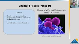 BIOL201 Ch54  Bulk Cellular Transport [upl. by Namialus757]