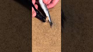 How to catch an Autralian Beach Worm Bobbit Worm 🪱 [upl. by Nosyt]