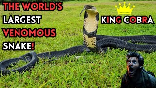 MEET THE KING COBRA THE WORLDS LARGEST VENOMOUS SNAKE🐍😱 [upl. by Annayar]