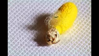 Hatching silkworm moth [upl. by Dauf85]